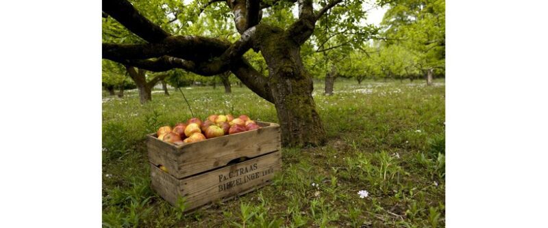 The Apple Camping and Caravan Park